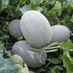 甘肃吃的瓜,探寻陇上瓜田的甜蜜秘密