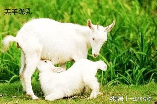 小羊阿闪吃瓜,小羊阿闪的瓜田奇遇记