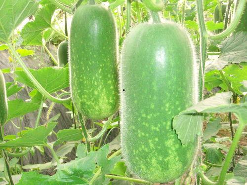 宛宛吃瓜,揭秘娱乐圈那些不为人知的幕后故事