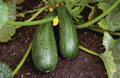 吃中药能吃小凤瓜吗,小凤瓜与中药同食的适宜性探讨