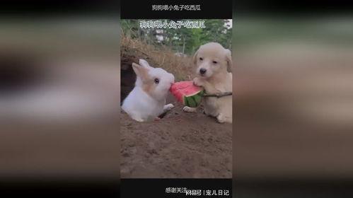 兔子会吃瓜吗,探究兔子是否会食用瓜类植物