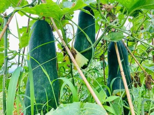 火爆吃瓜完整版,揭秘幕后真相与全民热议背后的故事