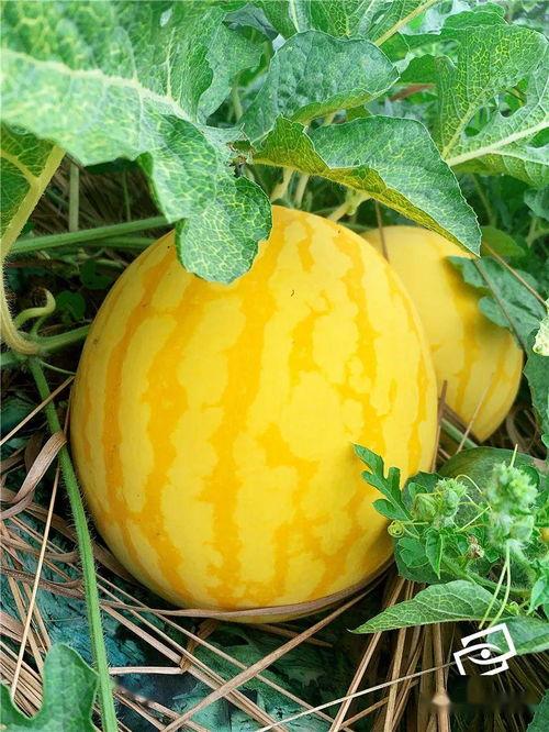 吃瓜第九片海,揭秘神秘海域的奇幻之旅