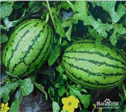 吃瓜网是多少,揭秘网络舆论背后的真相与影响