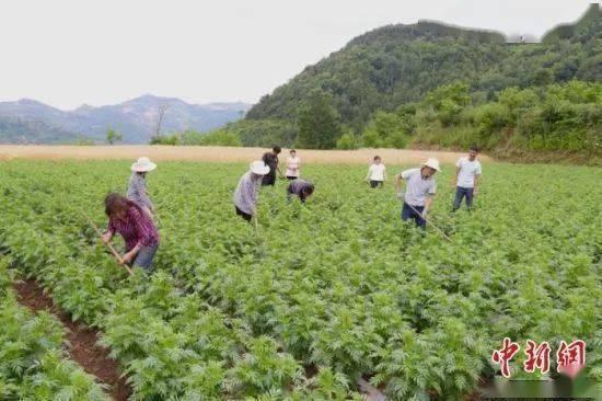 成县吃瓜视频南山,南山风情一网打尽