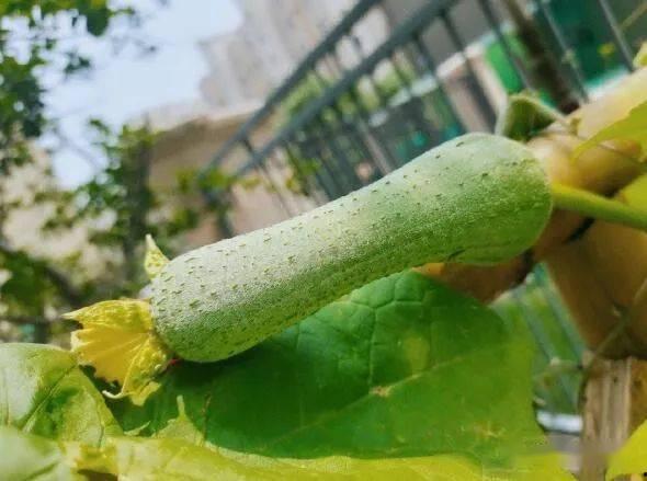 秋吃瓜不抓药,远离药物困扰