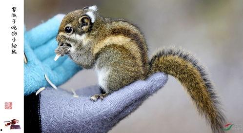 松鼠吃瓜的寓意,智慧与机敏的寓言故事