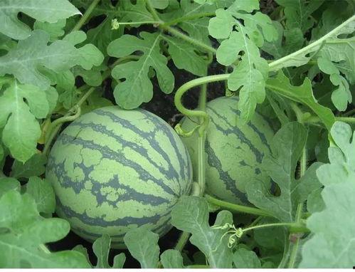 吃瓜绿毛,揭秘神秘绿毛瓜的奇幻之旅