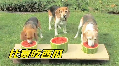 狗狗吃瓜大赛,一场欢乐的吃瓜盛宴