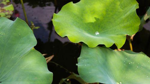 莲上涂成吃瓜,揭秘网络热词背后的趣味与哲理