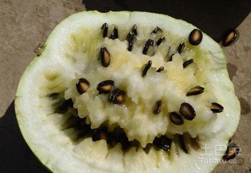 籽瓜煮熟吃的好处,健康美味两不误